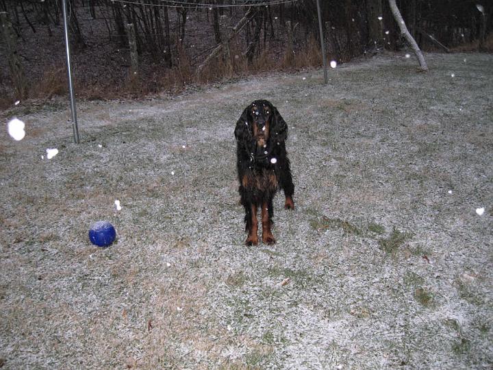 crgordons_052.jpg - Oliver enjoying the snowfall; The large white spots in the photo are snowflakes reflecting the camera flash.